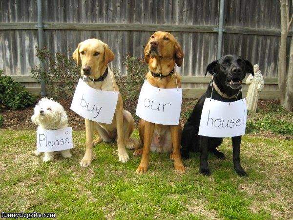 4 dogs holding signs that read, 'Please buy our house'